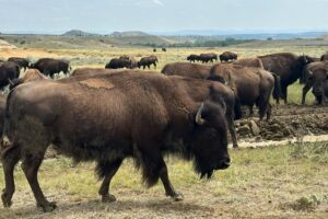 Northern-Cheyenne-4 Northern-Cheyenne-4